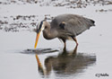 Ardea herodias